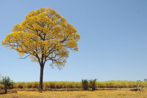 Champs avec arbre fleuri