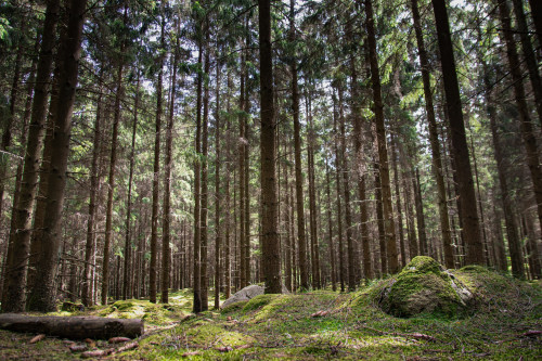 Forêt de pins